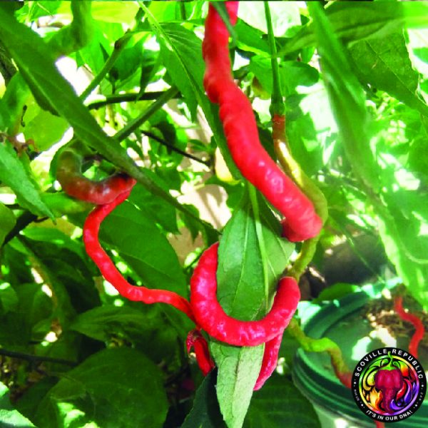 thumbnail image 2 of Thunder Mountain Longhorn Pepper Seeds - Heirloom Chili, Sustainably Grown In Australia (10 Seeds) 2 of 13
