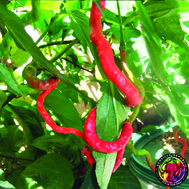 thumbnail interactive-video image 1 of Thunder Mountain Longhorn Pepper Seeds - Heirloom Chili, Sustainably Grown In Australia (10 Seeds) 1 of 13